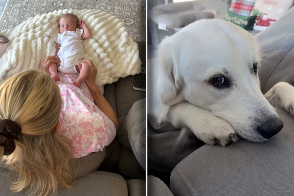 Golden Retriever gibt alles fürs Baby: Was dann passiert, hat Frauchen noch nie gesehen