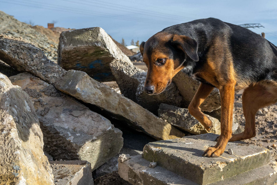 Rettungshunde rückten 2022 zu rund 1300 Einsätzen aus
