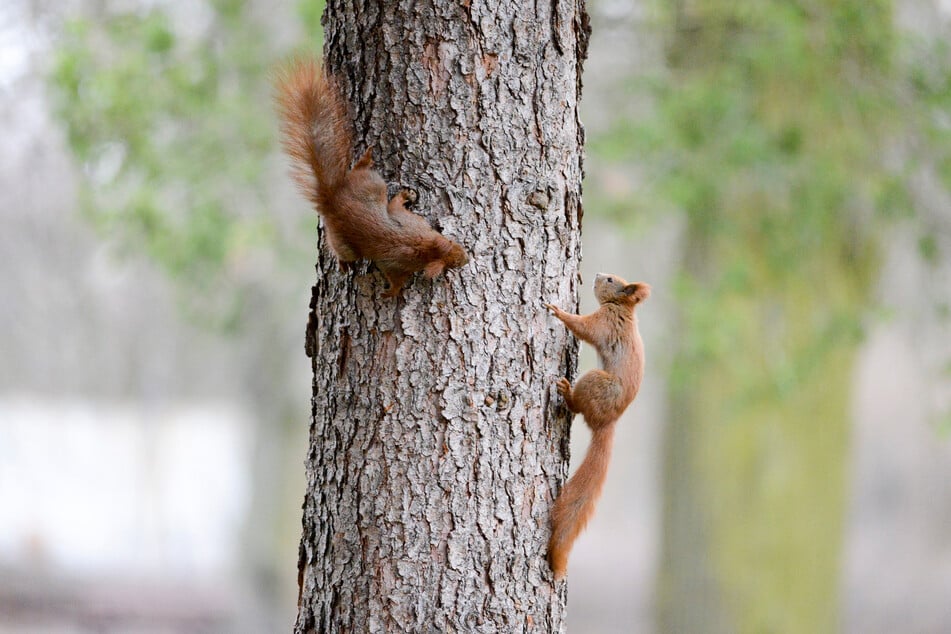 Zum Tag des Eichhörnchens widmet sich eine Führung den flinken Nagern und ihren Fähigkeiten.