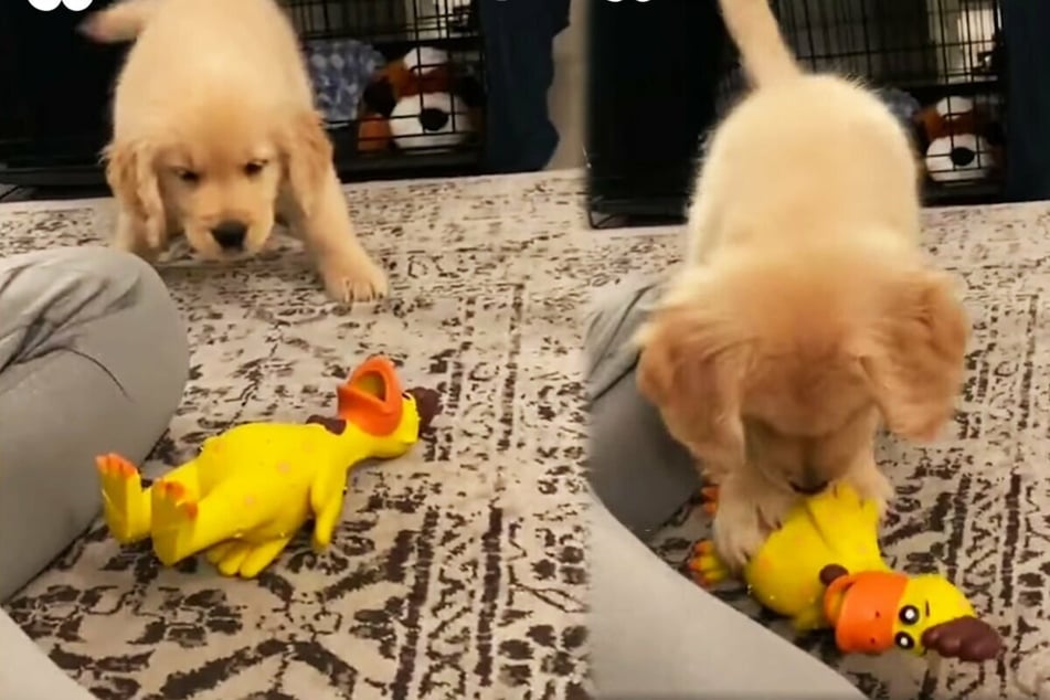 Bourbon the puppy has a comical battle with a toy chicken (collage).
