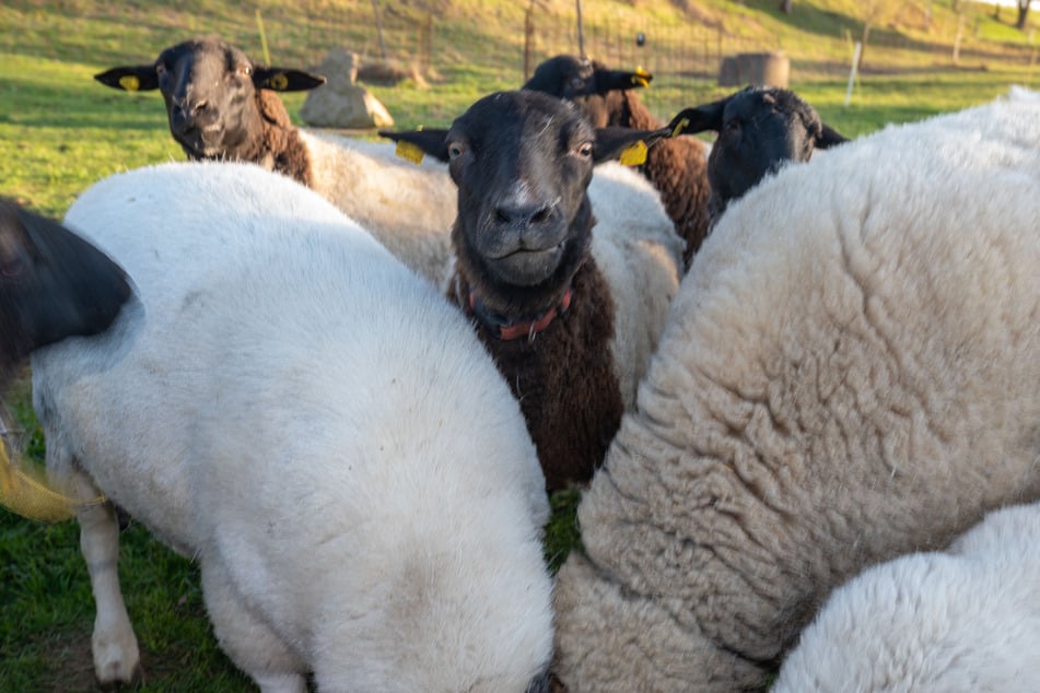 Die Herde von Stefan Steudel besteht aus 25 bis 30 Tieren.