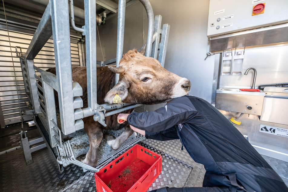 Maximilian Sauter setzt in einer mobilen Anlage einen Schnitt an einem Rind, um es ausbluten zu lassen, nachdem es mit einem Bolzen betäubt wurde.