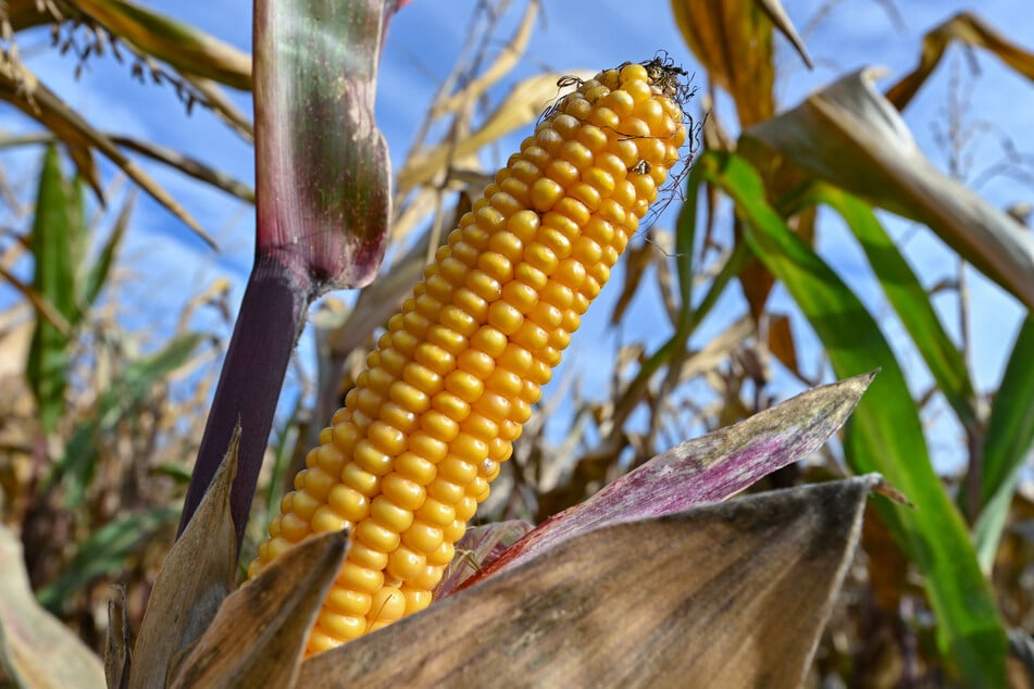 Am Samstag sei durch Mitarbeiter eines Agrarunternehmens bei Erntearbeiten unweit der B19 bei Breitungen festgestellt worden, "dass an einzelnen Pflanzen auf einem Maisfeld Metallkörper angebracht waren", hieß es vonseiten er Polizei. (Symbolbild)