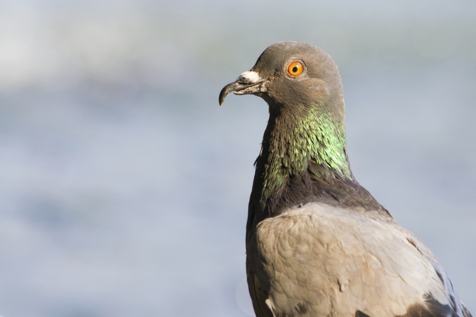 Tauben sind ein Zeichen der Freiheit. In Erfurt hat ein Unbekannter auf einen Vogel geschossen. (Symbolbild)
