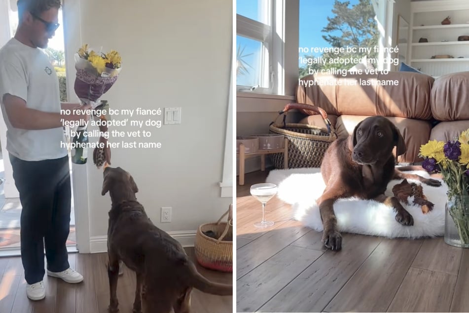 Con este dulce gesto, el prometido convierte oficialmente al labrador de su futura esposa en su propio perro.