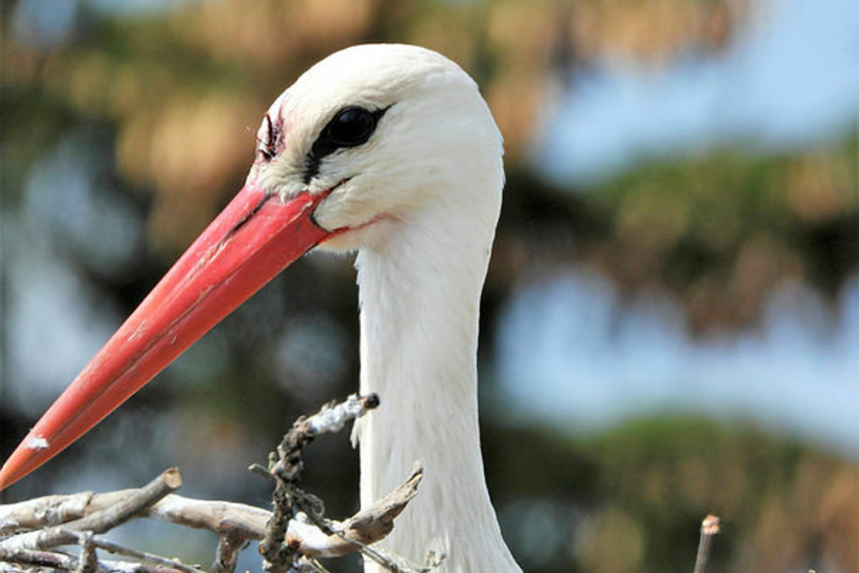 Dieser Storch hat einen spitzen Schnabel direkt zwischen die Augen bekommen.