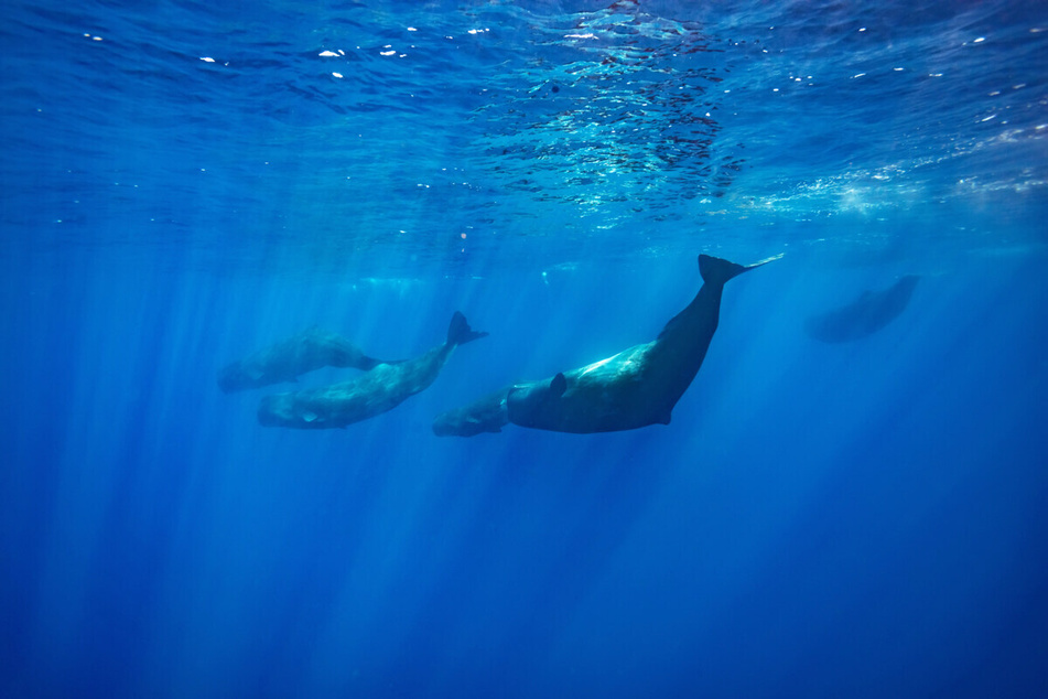 Sperm whales aren't particularly dangerous to humans.