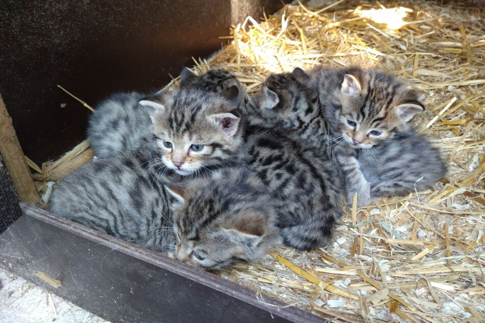 Sind sie nicht süß? Fünf kleine Wildkatzen kamen am 1. April im Wildgatter Chemnitz zur Welt.