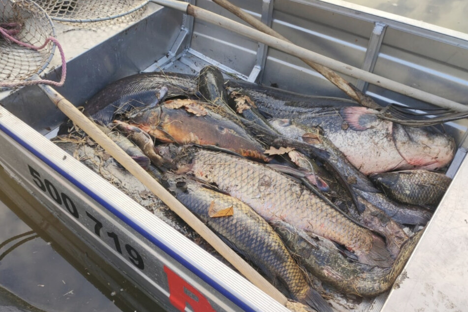 200 Kilo an toten Fisch wurden rausgeangelt - nur ein Bruchteil der Massen an Tieren, die in der Elbe starben.