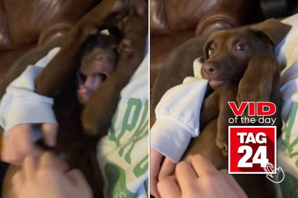 viral videos: Viral Video of the Day for March 9, 2025: Chocolate lab puppy melts hearts with adorable grunts on TikTok!