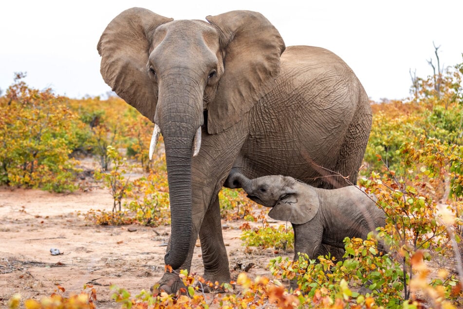 Elefanten gelten als intelligente, sanfte und sehr emotionale Tiere.