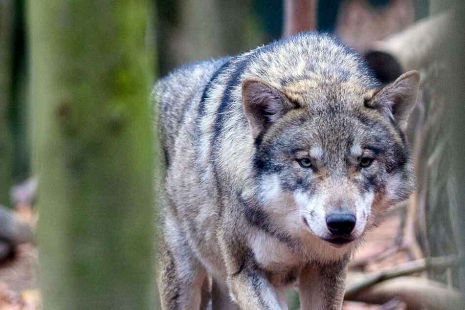 Wölfe: Nach diversen Rissen in NRW: Neue Verordnung regelt Umgang mit "Problem-Wölfen"