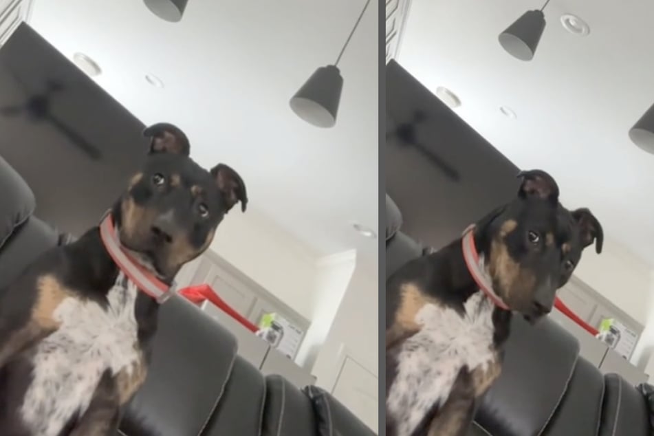 Der "Australian Kelpie"-Mix hat keine Lust auf Stress mit seinem Frauchen und zeigt ein konfliktvermeidendes Verhalten.