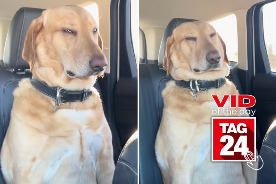 viral videos: Viral Video of the Day for February 5, 2026: Sleepy car ride turns pup into ultimate head-nodder