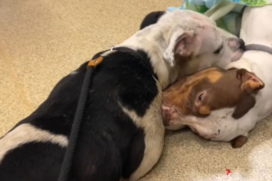 Hund weicht verletztem Rüden nicht von der Seite: Was dann passiert, bricht allen das Herz