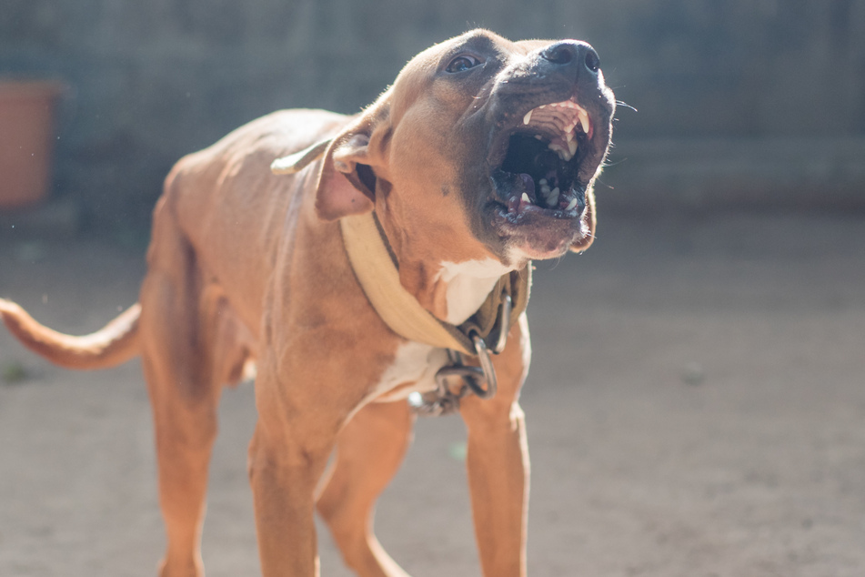 Bei dem Hund soll es sich um einen Pitbull gehandelt haben (Symbolbild).