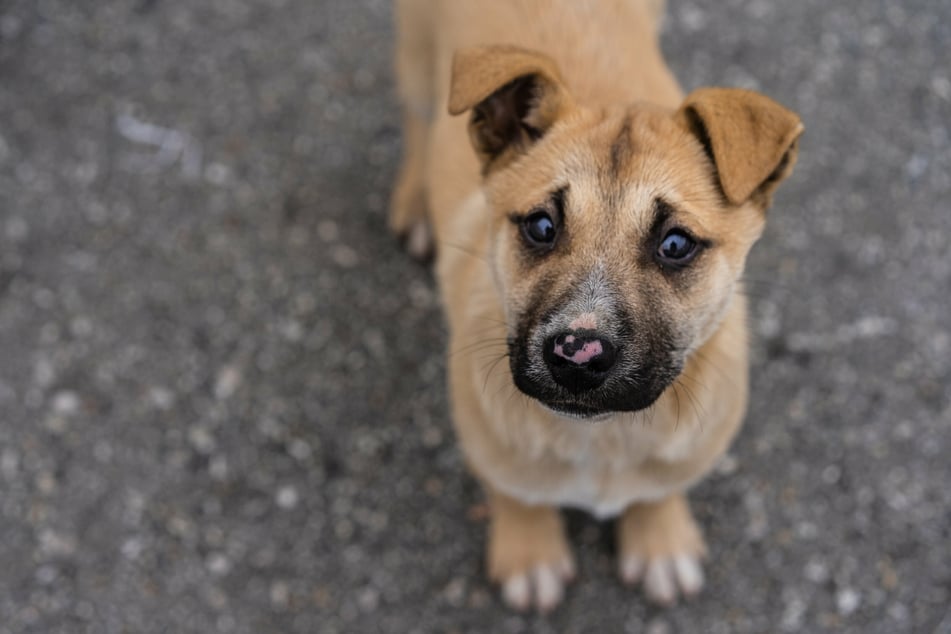 Erst wenn sich der Besitzer auch nach sechs Monaten nicht meldet bzw. ausfindig gemacht werden konnte, darf der gefundene Hund rechtmäßig adoptiert werden.