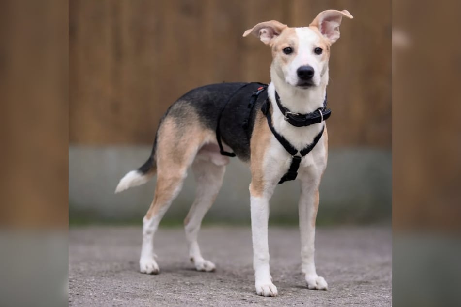 Der junge Rüde Alfons ist schätzungsweise gerade einmal ein Jahr alt