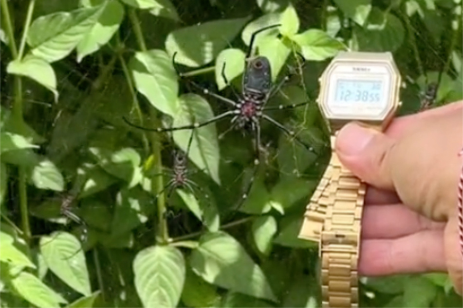 Alle Spinnenphobiker jetzt besser wegschauen: Dieses Prachtexemplar fühlt sich im subtropischen Indonesien offenbar pudelwohl.