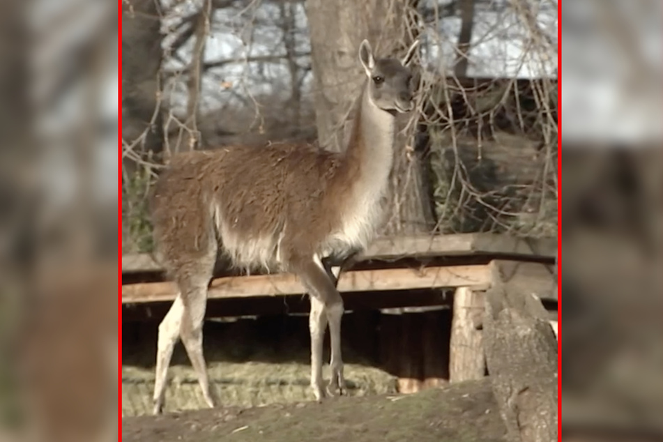 Ob er seiner Aufgabe gewachsen ist? Pélé auf seinem Streifzug durchs Lama-Gehege.