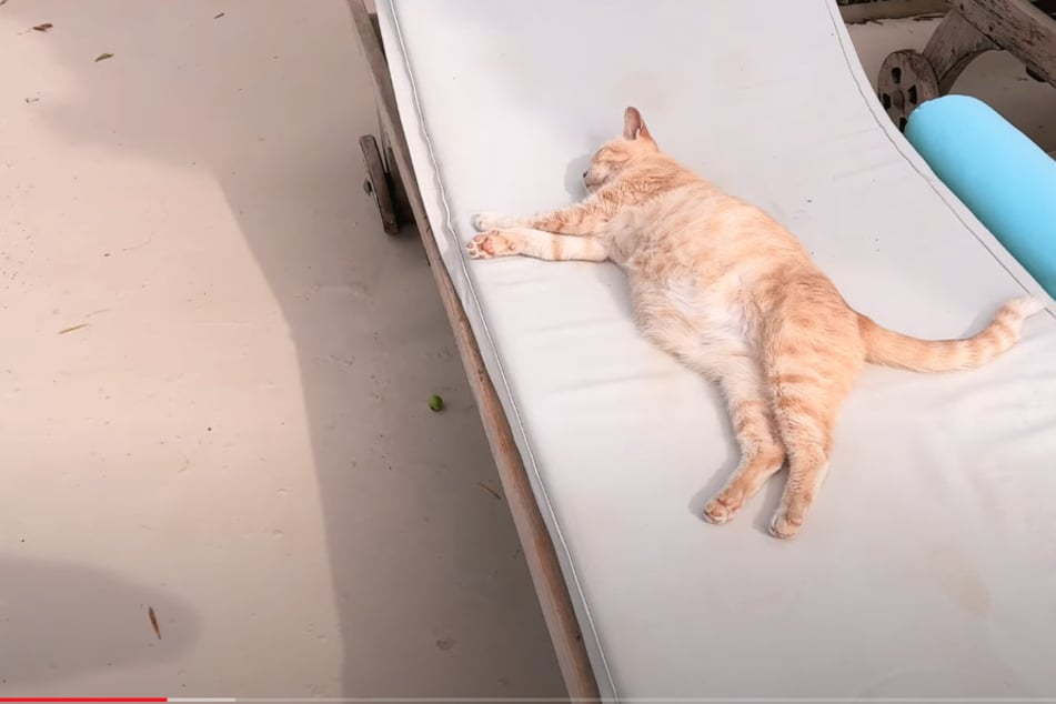 Bei Felix von der Laden (28) lebt eine Katze, die auch die Sonnenliege genießt.
