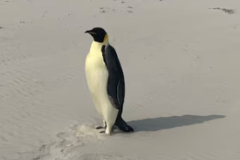 Der Pinguin wird von einem Wildtierpfleger aufgepäppelt und wird bald wieder in die Freiheit gelassen.