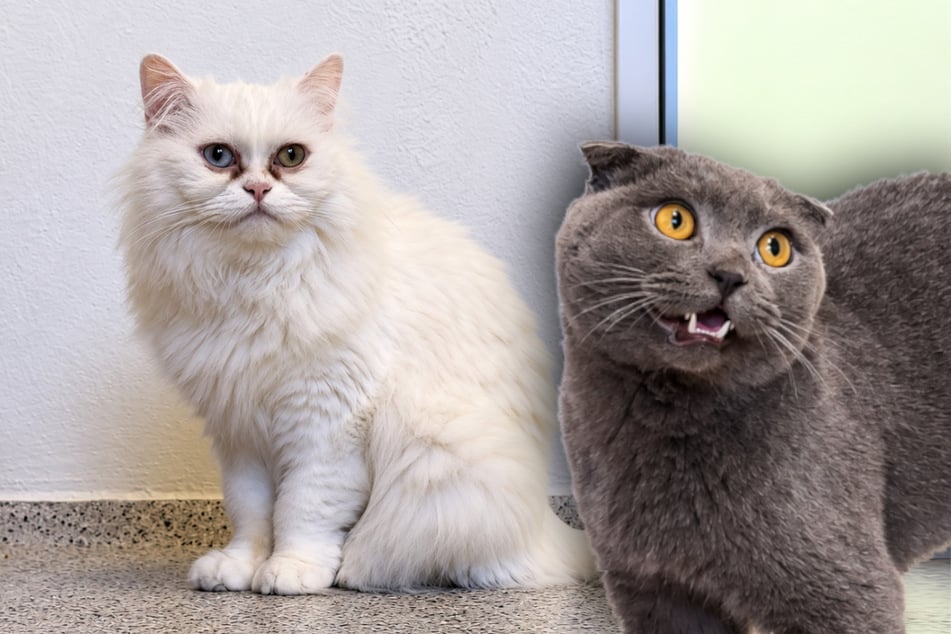 Besitzer plötzlich allergisch: Was wird nun aus seinen Katzen?