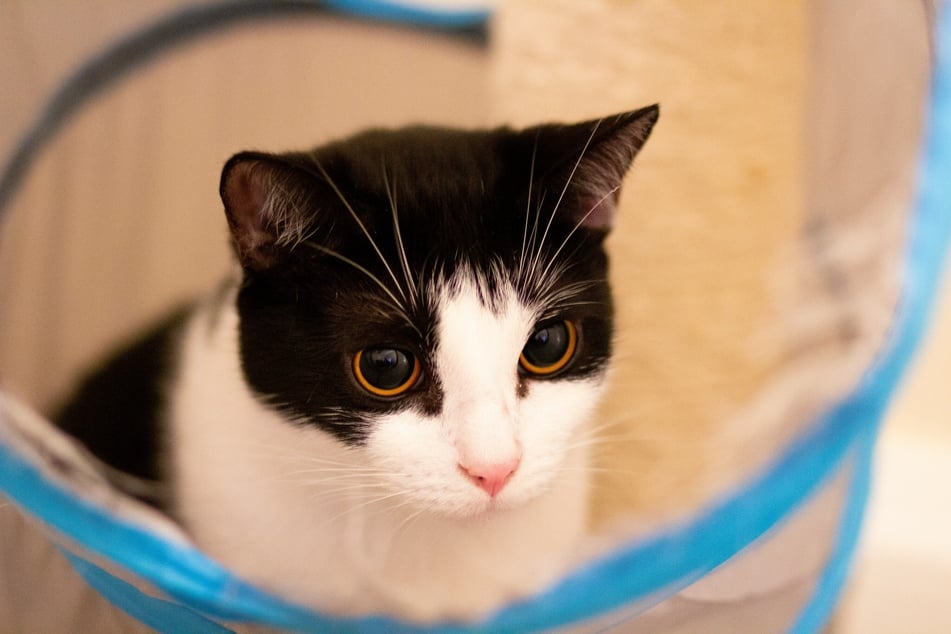 Aufgeregte Katzen, die ihre Beute beobachten, haben meist große Pupillen.