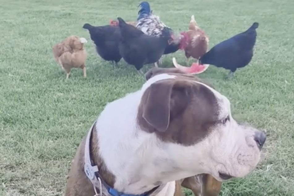 Der Hundehalter entschied schließlich, dass die Federtiere bleiben dürfen.