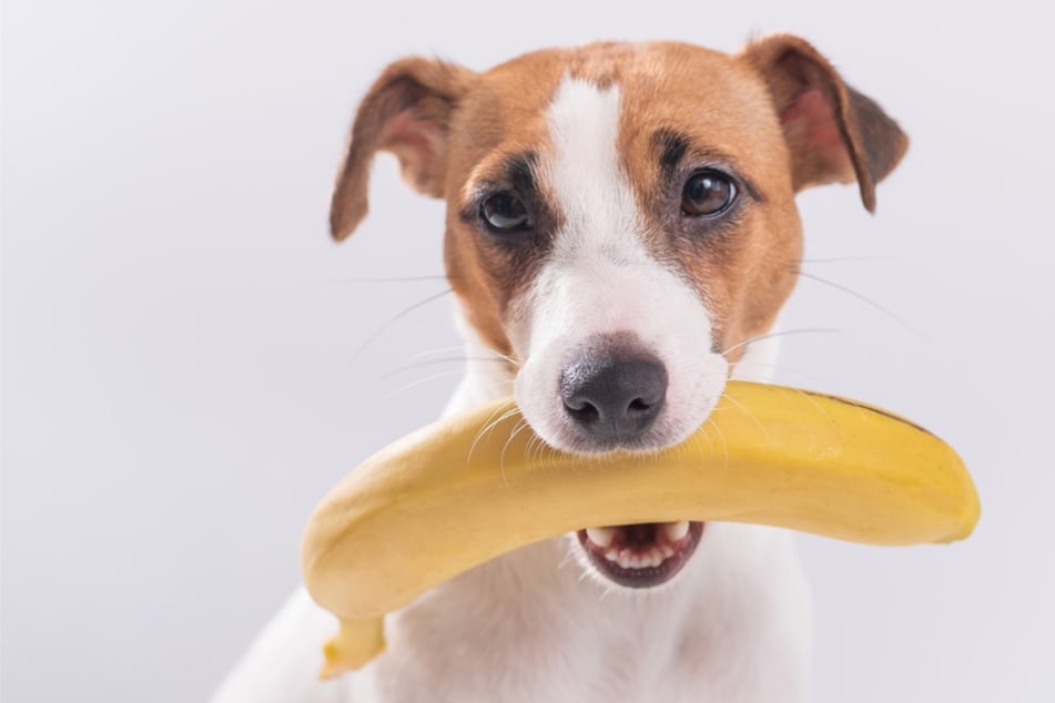 Gesund oder schädlich: Dürfen Hunde Bananen fressen?
