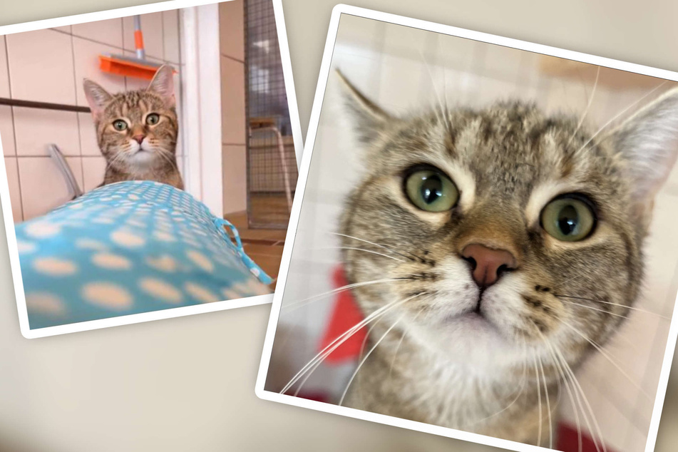 Katze ist noch kein Jahr alt und "zuckersüß": Trotzdem lebt Cici schon im Tierheim