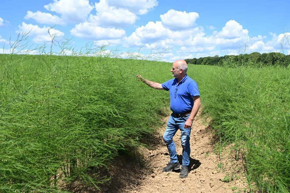 Neuenstadt: Der Landwirt Niko von Mentzingen steht in einem Spargelfeld, das nicht mehr abgeerntet wurde.