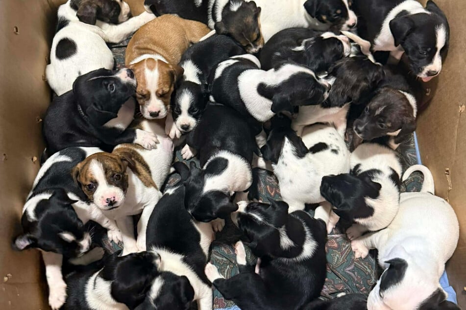 Als Tierheim-Mitarbeiter in Karton mit Welpen blicken, trifft sie der Schlag