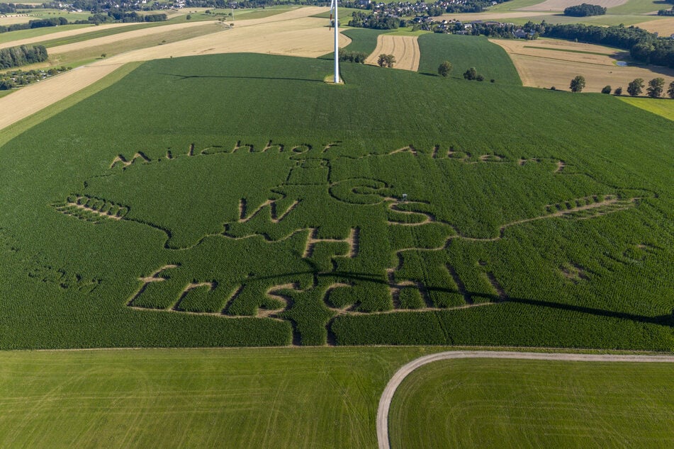 Das Mais-Muster befindet sich dieses Jahr in einem Feld bei Limbach-Oberfrohna.