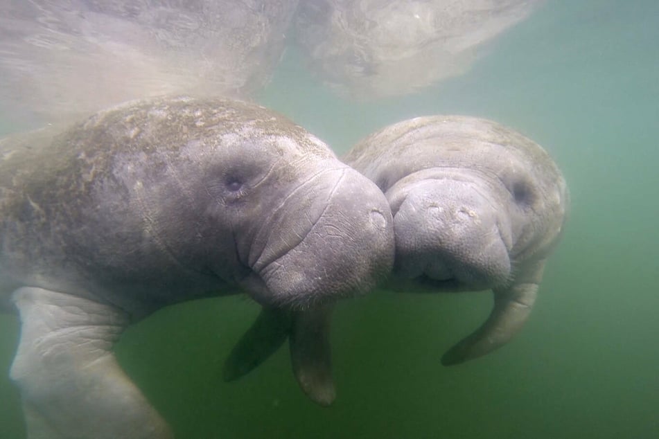 Holy sea cow! Florida's manatees need help as die-off reaches record numbers