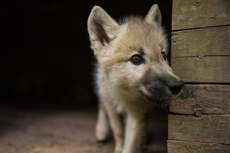 Bei Magdeburg hat sich ein Wolfswelpe verirrt. (Symbolfoto)