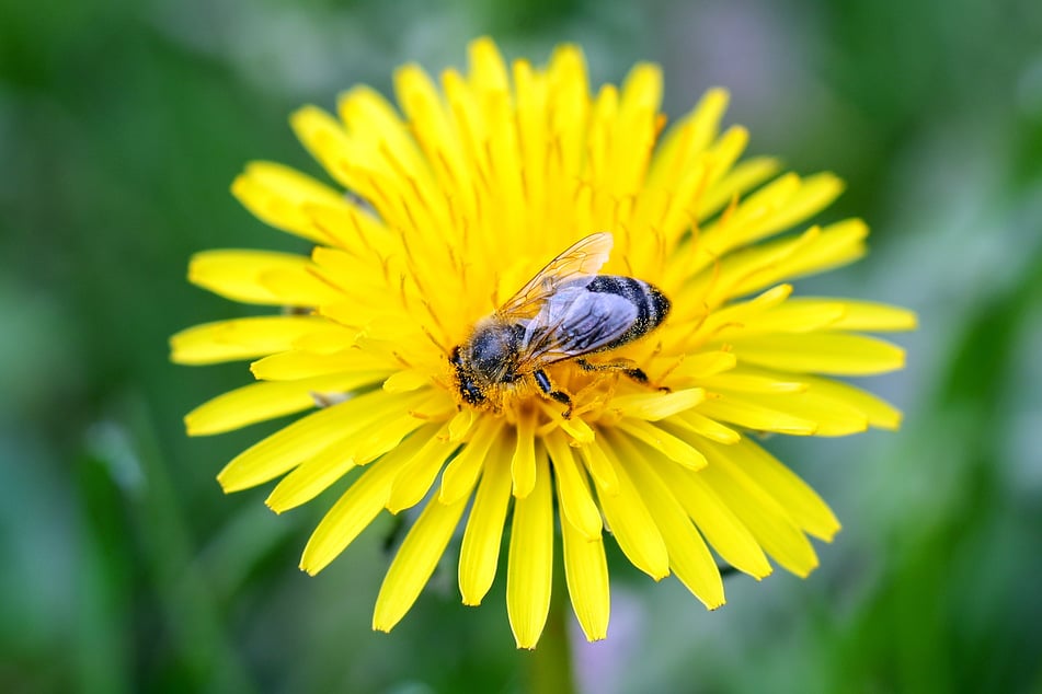 Eine Wildbiene auf einem blühenden Löwenzahn. Mit dem Frühling fliegen auch wieder viele Wildbienen.