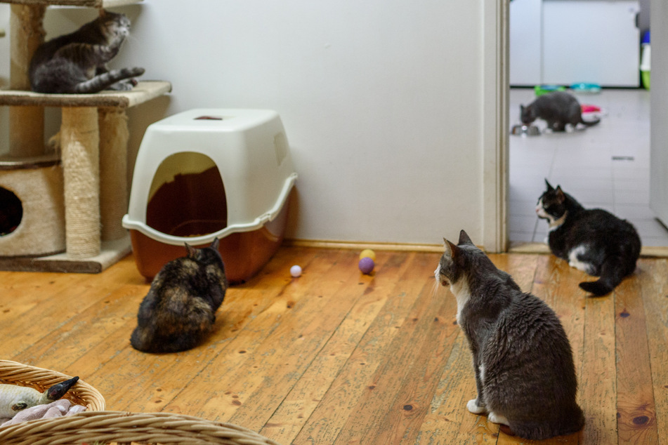 29 Katzen konnten letztlich vom Veterinäramt des Kreises Groß-Gerau aus einer Wohnung einer Frau befreit werden. (Symbolbild)
