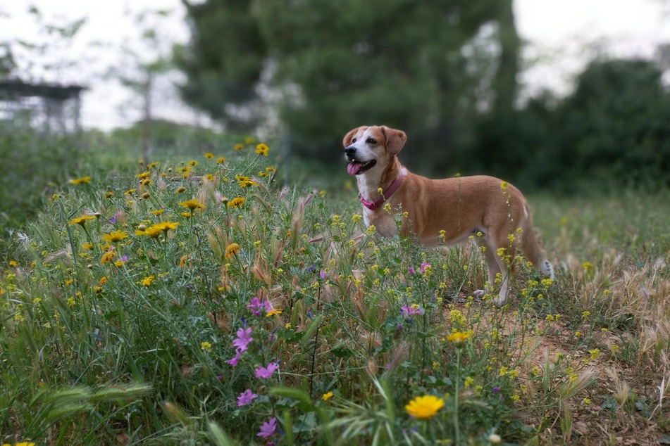 Hundehalter sollten stets ein Auge auf ihre Vierbeiner haben, denn giftige Pflanzen wachsen auch auf der Blumenwiese und am Waldweg.