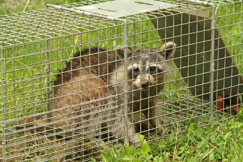 If you catch a raccoon, don't just simply release it.