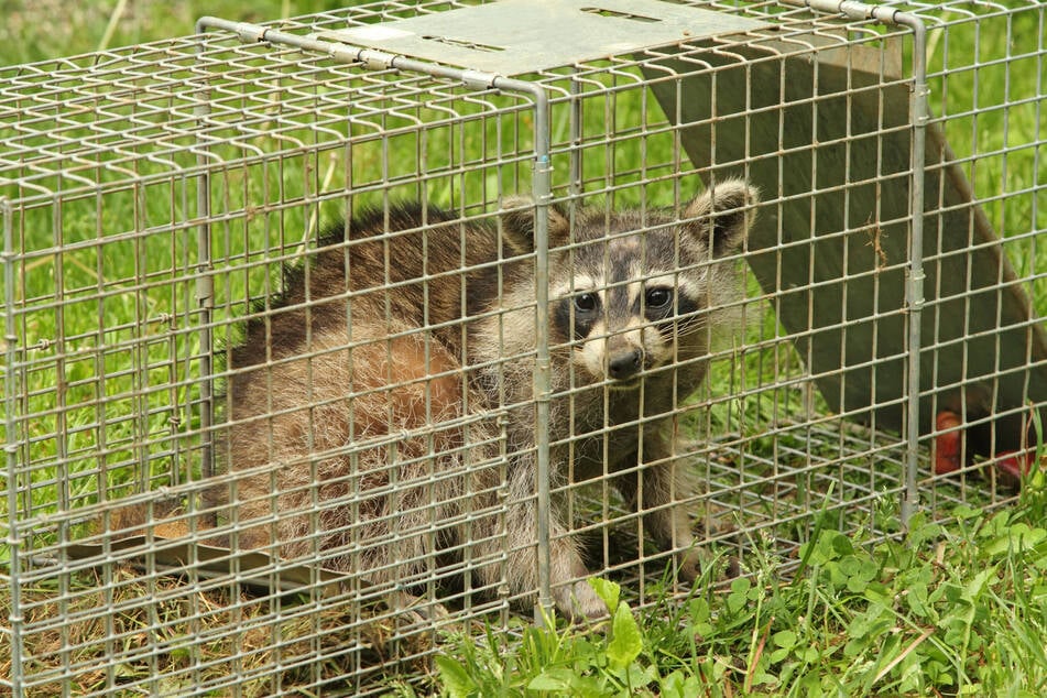 Wurde ein Waschbär lebend in einer Falle gefangen, dann darf man diesen nicht einfach irgendwo wieder aussetzen.