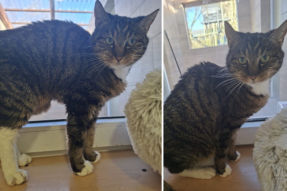 Moni kann es kaum erwarten, ein neues Zuhause zu finden und das Tierheim zu verlassen.