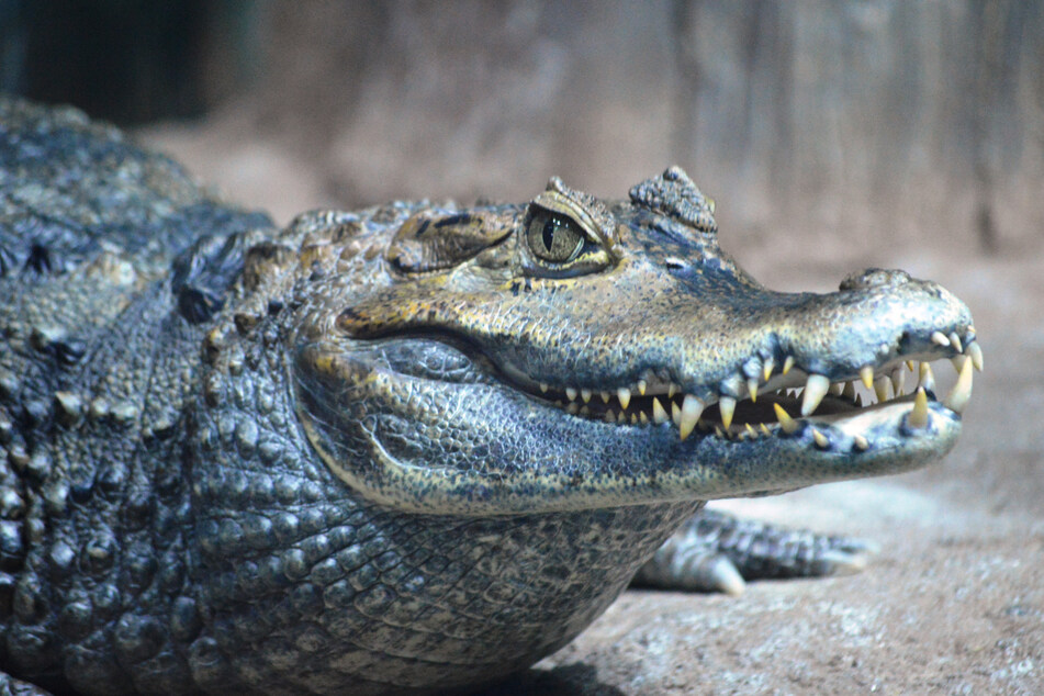 Ein 57-Jähriger wurde von einem Krokodil zerfleischt.(Symbolbild)