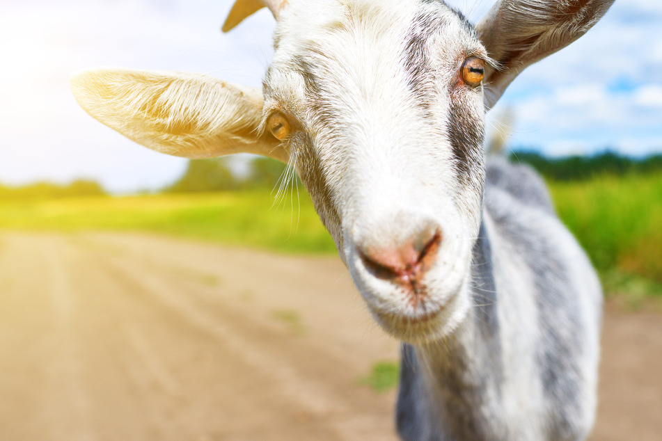 Stealing livestock falls under felony guidelines in Alabama (stock image).