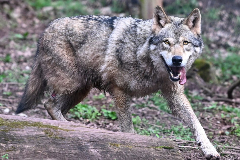 Wird der Wolf durch die Mischlinge längerfristig verschwinden? (Archivbild)