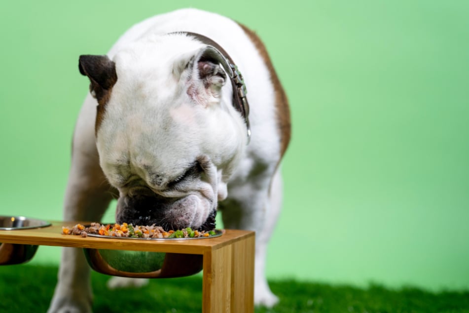 Wenn Hunde zu schnell fressen, dann kann es passieren, dass Futterstücke in den Nasenrachenraum gelangen und sie rückwärts niesen.