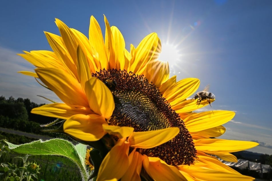 Am Samstag kehrt das sommerliche Wetter nach NRW zurück. Lange Bestand hat es aber nicht. (Symbolbild)