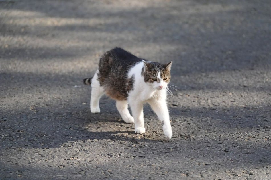 Ein Kater in Wolfach kommt nicht zurück nach Hause. Später wird er tot aufgefunden. (Symbolfoto)