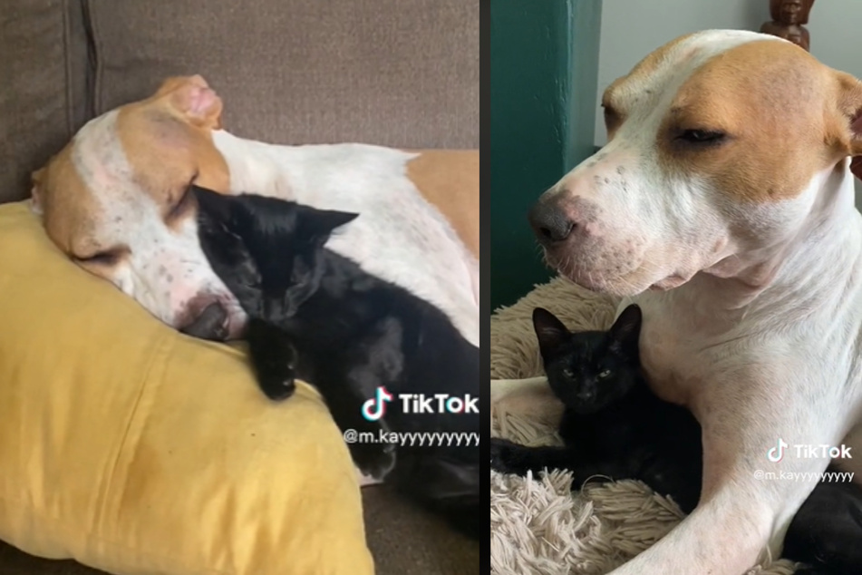 Hund Levi und die Katze sind ein Herz und eine Seele!