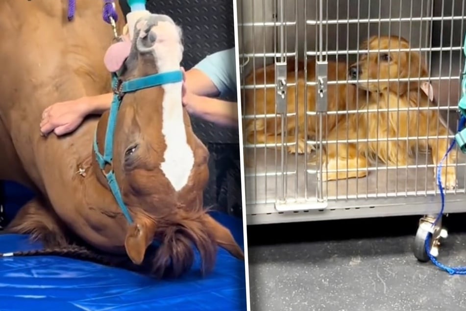 Dog is hilariously freaked out as bizarre animal arrives at vet's office: "Y'all are seeing this too?"